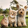 Game SEARCH FOR ITEMS: FAMILY PETS