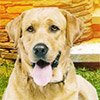 Game SEARCH: NEIGHBOR'S DOG