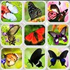 Game CONNECT PAIRS OF BUTTERFLIES