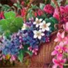 Game FLOWERS OF PARIS: HIDDEN OBJECT