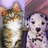 Game MISSING PETS 2